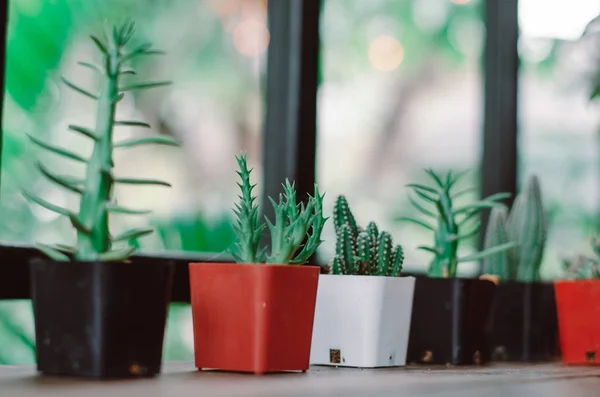 Many types of cactus are decorated in the cafe. 2 — Stock Photo, Image