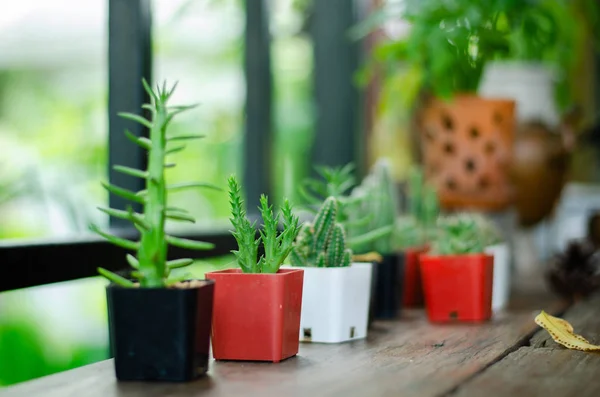 Molti tipi di cactus sono decorati nel caffè. 8 — Foto Stock