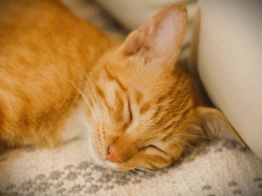 Orange cat color is a coat color characteristic caused by the 