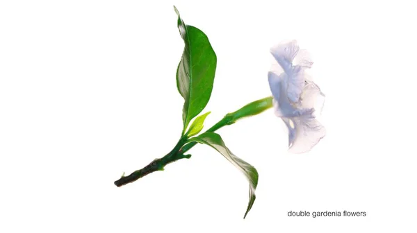 Gardenias symbolize pure love, innocence, and cleanliness.