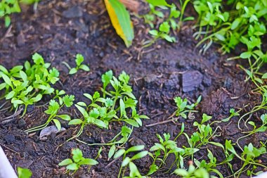 Grow vegetable seedlings to full germination and prepare them before planting them in the soil.