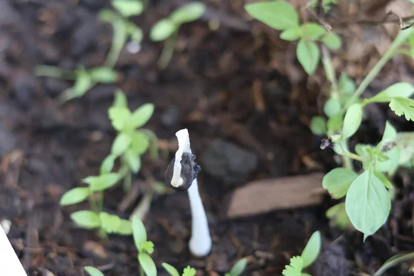 Mushrooms are living organisms belonging to the kingdom Fungi. They have a wide variety of shapes and forms and are classified in the phylum Basidiomycota.