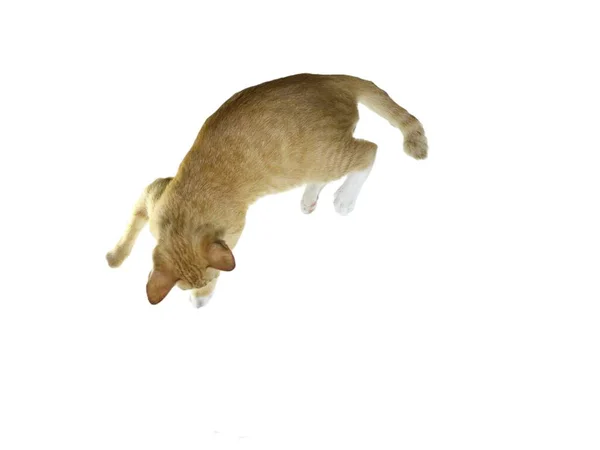 A cat is lying on a white floor.