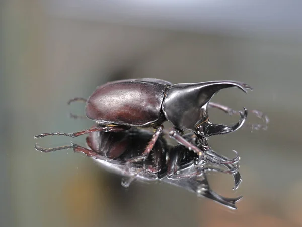 This image shows a close-up of a rhinoceros beetle.