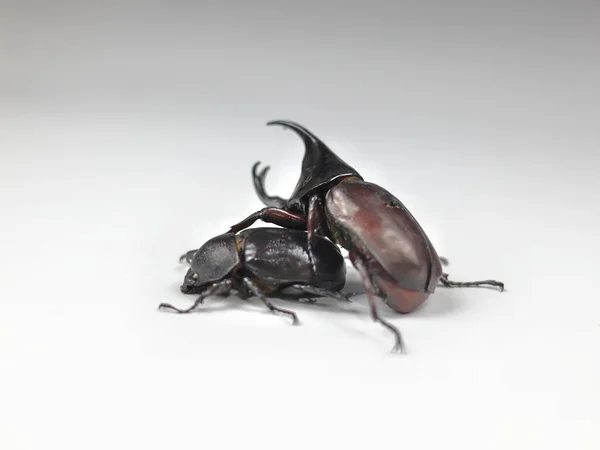 The image shows a male and female rhinoceros beetle.