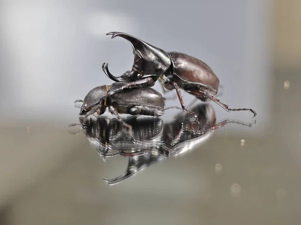 The image shows a male and female rhinoceros beetle.