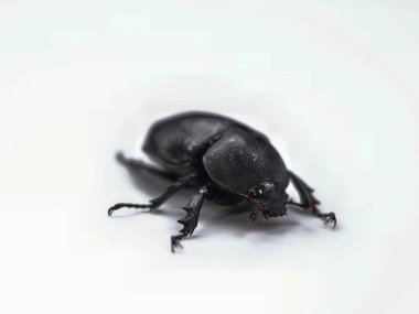 The picture shows a female rhinoceros beetle.
