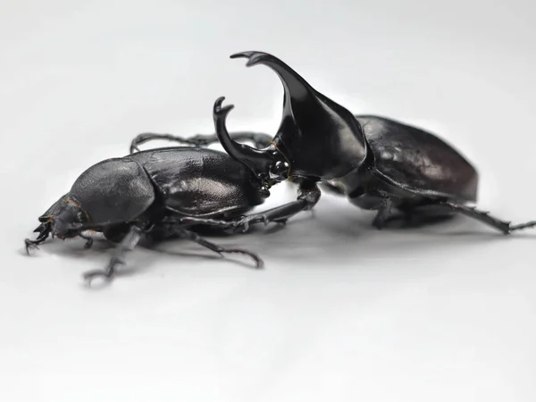 This image shows a male rhinoceros beetle behind a female rhinoceros beetle.