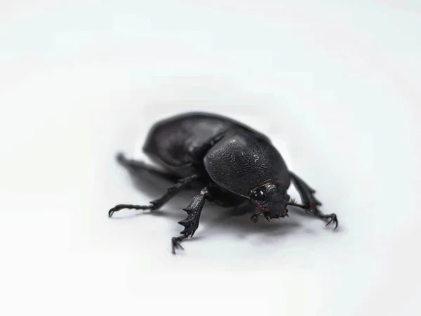 The picture shows a female rhinoceros beetle.