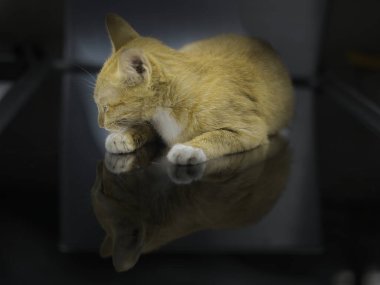 The image shows an orange tabby cat, potentially a polydactyl cat, resting on a reflective surface.