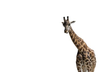 Zürafa beyaz bir arka plan üzerinde dilini dışarı yapışmasını