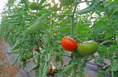 Mugla 'nin milas ilcesinde serada yetistirilen domatesler