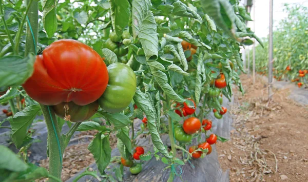 Mugla 'nin milas ilcesinde serada yetistirilen domatesler