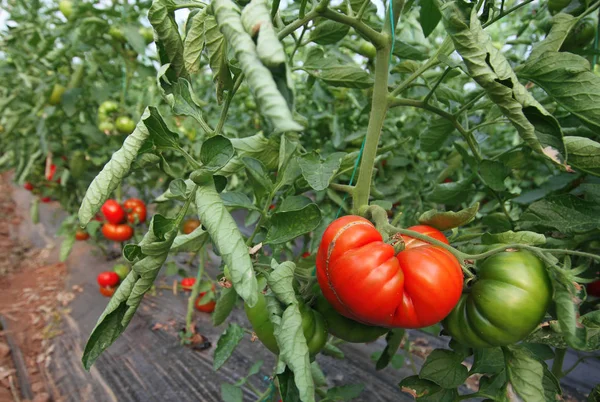 Mugla 'nin milas ilcesinde serada yetistirilen domatesler