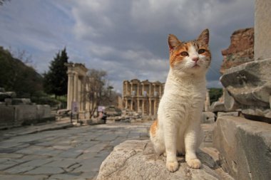 Türkiye Efes Antik Şehir ve Kedi