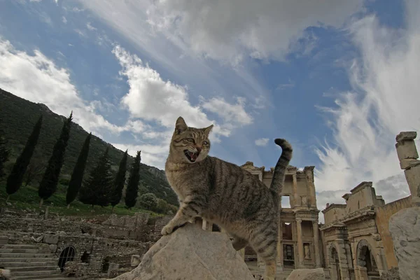 Truthahn Ephesus Antike Stadt Und Katze — Stockfoto