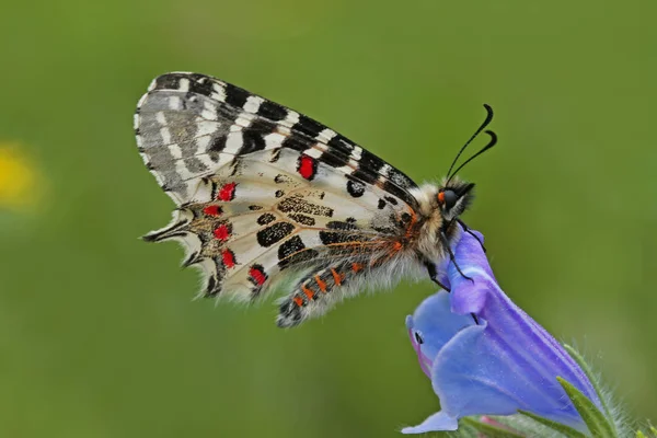 Foresta Fistot Farfalla Zerynthia Cerisyi — Foto Stock