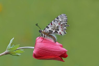 Orman Kelebeği; Zerynthia Cerisyi