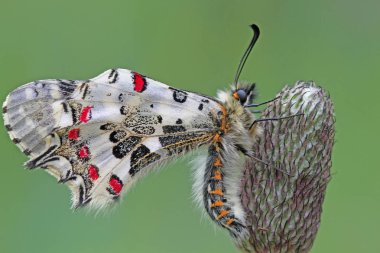 Orman Kelebeği; Zerynthia Cerisyi