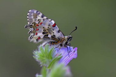 Orman Kelebeği; Zerynthia Cerisyi