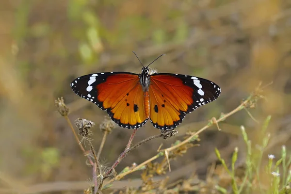 Sultan Vlinder Danaus Chrysippus — Stockfoto