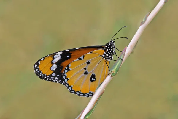 Borboleta Sultão Crisálipo Danaus — Fotografia de Stock