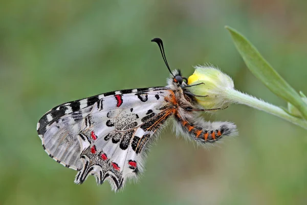 Papillon Fistot Forestier Zerynthia Cerisyi — Photo