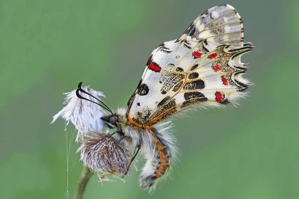 Forest Fistot Butterfly Zerynthia Cerisyi — Stock Photo, Image