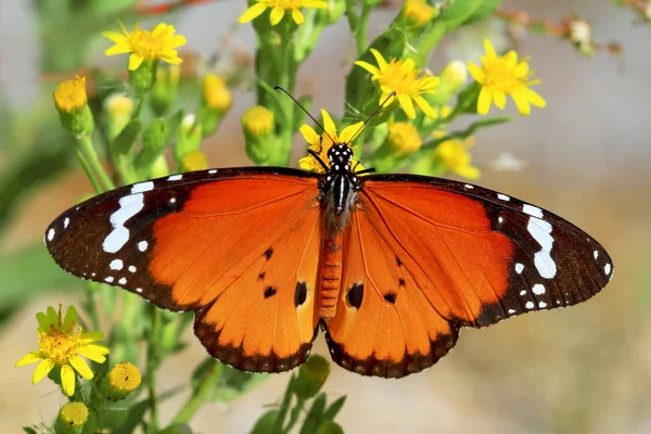 Borboleta Sultão Crisálipo Danaus — Fotografia de Stock