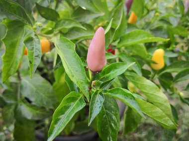 Doğal küçük renk acı biber.