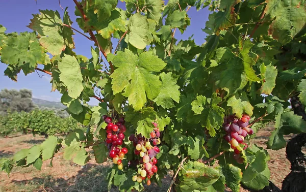 Natuurlijke Rode Gele Wijngaarden — Stockfoto