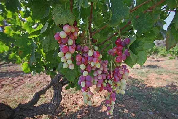 Natural Red Yellow Vineyards — 스톡 사진