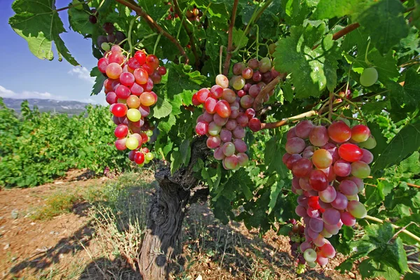 Natürliche Rote Und Gelbe Weinberge — Stockfoto