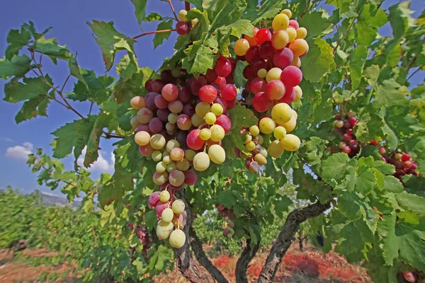 Красные Желтые Виноградники — стоковое фото
