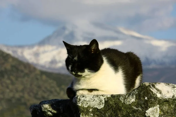 Siyah renkli kedi güneşli havada uyuyor.