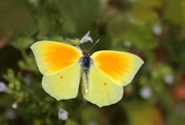 Yaprak şeklinde Kleopatra Kelebeği; Gonepteryx Kleopatra
