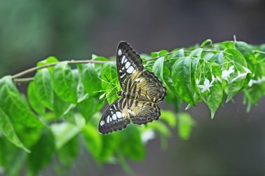 Parthenos sylvia philippensis kelebeği; Türkiye / Konya tropikal buuterfy bahçesi 