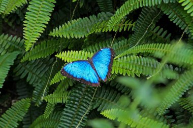 Morpho, mavi arka planda kelebek avlıyor