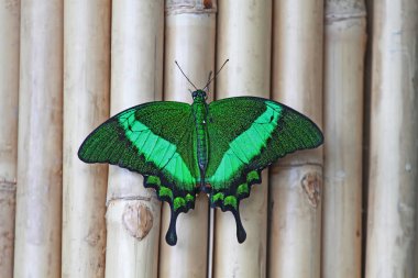 Papilio palinurus tereyağı; Türkiye / Konya tropik kelebek bahçesi 