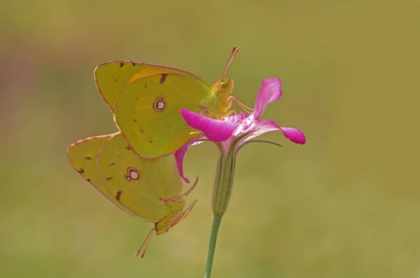 Farfalla Gialla Maestosa Colias Crocea — Foto Stock