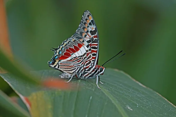 Charaxes Castorvlinder Turkije Konya Tropische Vlindertuin — Stockfoto