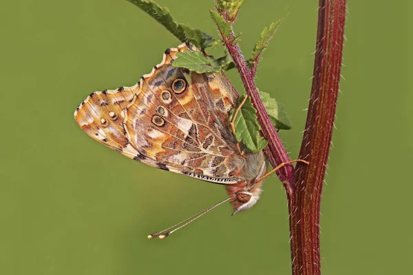 Bitki Uzerinde Dinlenen Diken Kelebegi Vanessa Cardui Butterfly — Zdjęcie stockowe