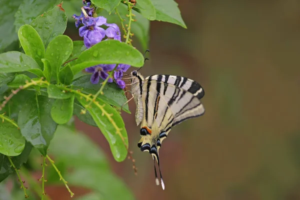 Cicekten Beslenen Erik Kirlangickuyruk Kelebegi Iphiclides Podalirius Butterfly — Foto Stock