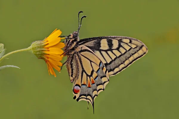Cicek Uzerinde Yagmurdan Islanmis Kirlangickuyruk Kelebegi Papilio Machaon — 스톡 사진