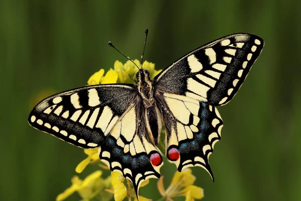 Cicek Uzerinde Kanatlarini Acmis Guneste Isinan Kirlangickuyruk Kelebegi Papilio Machaon — Zdjęcie stockowe