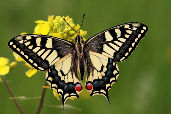 Cicek Uzerinde Kanatlarini Acmis Guneste Isinan Kirlangickuyruk Kelebegi Papilio Machaon — 图库照片