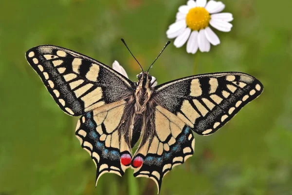 Cicek Uzerinde Kanatlarini Acmis Guneste Isinan Kirlangickuyruk Kelebegi Papilio Machaon — 图库照片