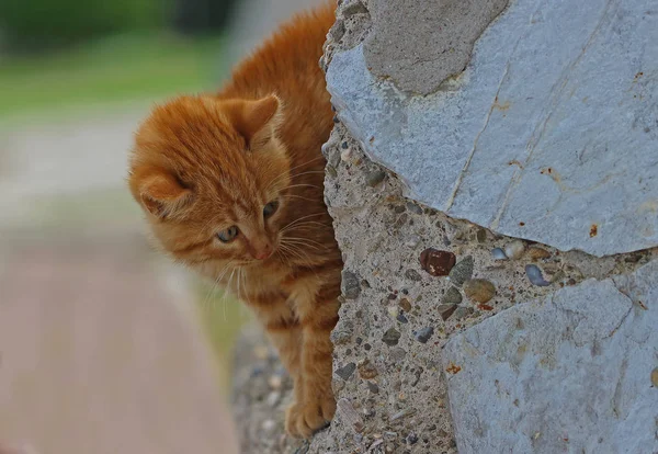 Merakli Bakislarla Kucuk Sari Kedi Yavrusu — Stockfoto