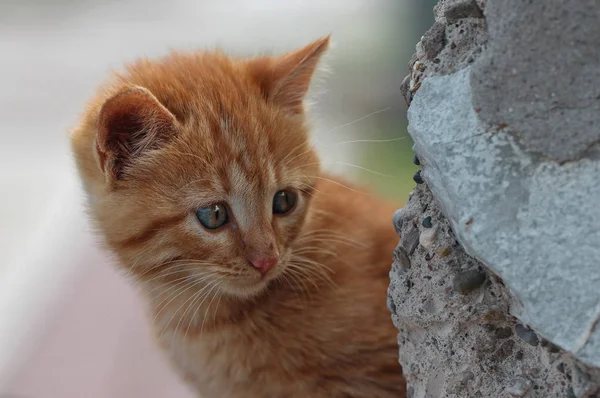 Merakli Bakislarla Kucuk Sari Kedi Yavrusu — Stockfoto