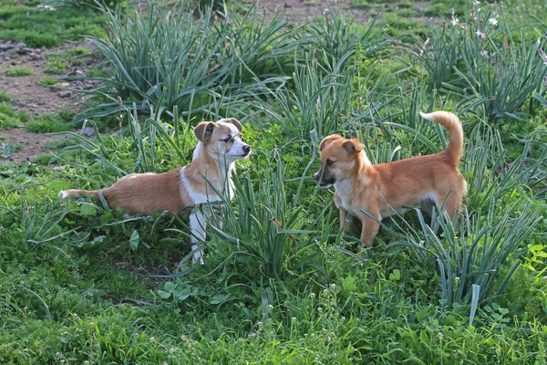 Cachorros Bonitos Natureza — Fotografia de Stock